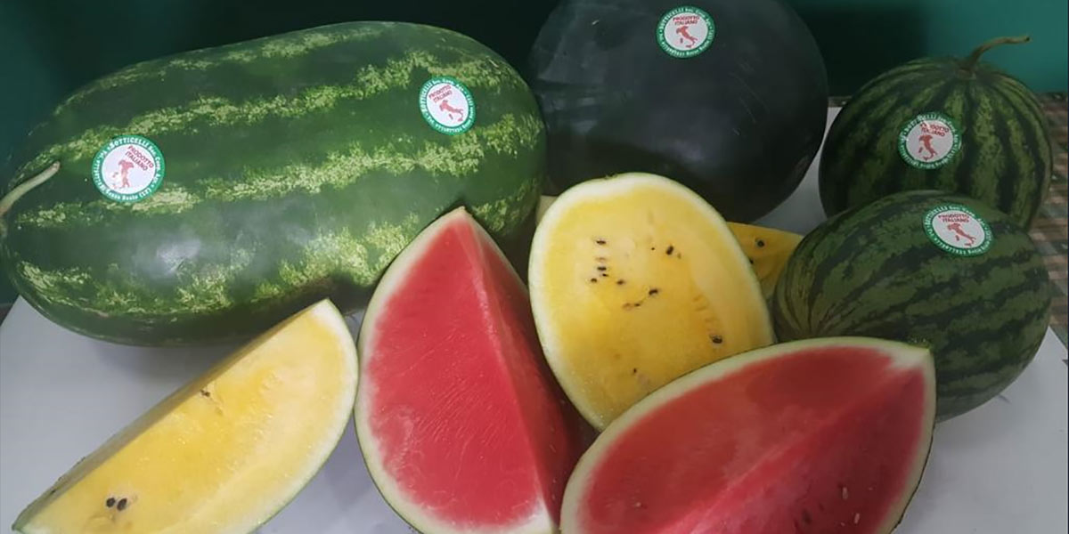 Angurie e meloni sfidano i giorni di pioggia